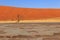 Deadvlei, white clay pan located inside the Namib-Naukluft Park in Namibia