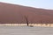 Deadvlei, white clay pan located inside the Namib-Naukluft Park in Namibia