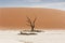 Deadvlei is a white clay pan located near the more famous salt pan of Sossusvlei