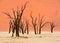 Deadvlei is a white clay pan located near the more famous salt pan of Sossusvlei,