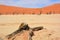 Deadvlei is a white clay pan located near the more famous salt pan of Sossusvlei,