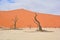 Deadvlei is a white clay pan located near the more famous salt pan of Sossusvlei,