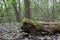 Deadwood covered with moss in the summer forest