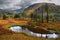 Deadwood, lake and yellow grass.