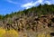 Deadwood Trees on a hill