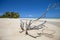 Deadwood on white sand beach and palm tree