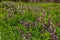 Deaf nettle blooming in a forest, Lamium purpureum. Spring purple flowers with leaves close up