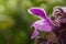 Deaf nettle blooming in a forest, Lamium purpureum. Spring purple flowers with leaves close up