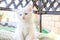 A deaf white blue-eyed kitten warily looks into the camera. Caring for special pets, signs of deafness in cats