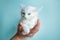 A deaf white blue-eyed kitten in a woman& x27;s hand on a blue background. Caring for special pets, signs of deafness in
