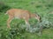 Dear eating leaves off a fallen tree branch in a grassy field