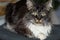 dear fluffy maine coon cat is lying and looking into the camera