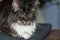dear fluffy maine coon cat is lying and looks before sleeping