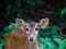 Dear portrait in nature, dear head with eye contact on blurry shallow green grass and tree background, Wildlife animal.