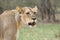 The deatail of the head of lioness Panthera leo with brown and green background