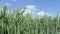 Deatail view of golden common wheat Triticum aestivum field on cloudy blue sky in summer. Close up of yellow ripe bread wheat