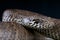Death adder / Acanthophis antarcticus