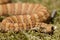 Death Adder sitting in leaves