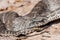 Death Adder with tail lure near head