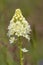 Death Camas or Meadow Death camas Zigadenus venenosus, Cowichan Valley, Vancouver Island, British Columbia