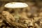 Death cap (Amanita phalloides)