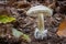 Death cap - Amanita phalloides - deadly poisonous mushroom