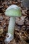 Death cap - Amanita phalloides - deadly poisonous mushroom