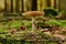 Death Cap Amanita phalloides in german Forest Odenwald