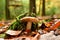 Death Cap Amanita phalloides in german Forest Odenwald