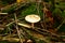 Death Cap Amanita phalloides in german Forest Odenwald