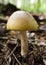 Death cap mushroom