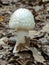 Death Cap Mushroom Emerging form the forest floor