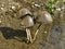 Death Cap Mushroom growing along the flowing water