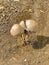 Death Cap Mushroom growing along the flowing water