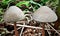 death cap mushrooms macro closeup View in nature