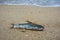 Death fish on the beach.