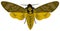 Death-head Hawkmoth