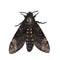 Death head hawkmoth isolated on white