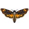 Death head hawkmoth Skull moth butterfly Halloween decoration. Hand drawn vector.