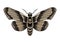 Death head moth