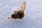 Death of insects in snow