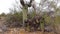 The death of large cacti Saguaro Cactus Carnegiea gigantea in the desert in Arizona, near Phoenix