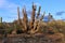 Death Large elephant Cardon cactus at a desert with blue sky, Baja California, Mexico.