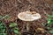 Death mushroom near an anthill