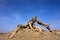 The death of populus euphratica forest, with blue sky.