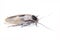 Death`s head cockroach Blaberus craniifer isolated on white