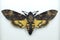 Death\'s head hawk moth