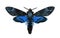 Death`s-head Hawkmoth isolated . Acherontia atropos. Large rare blue moth.