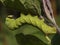 Death`s-head moth caterpillar