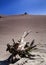 Death tree in Parangtritis Sand dune, Yogyakarta, Indonesia